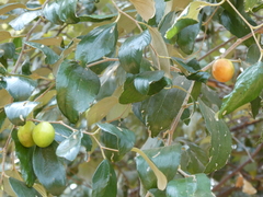 Ziziphus mauritiana