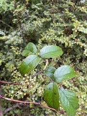 Rubus schmidelioides