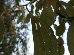 Ziziphus mauritiana