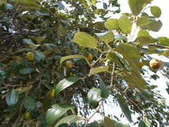 Ziziphus mauritiana