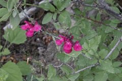 Salvia lemmonii