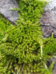 Homalothecium fulgescens