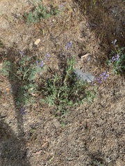 Lupinus microcarpus microcarpus
