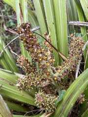 Astelia fragrans
