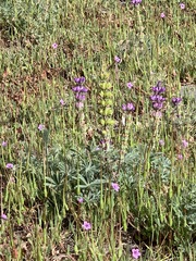 Lupinus microcarpus microcarpus