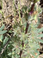 Lupinus microcarpus microcarpus