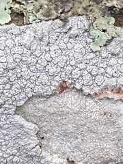 Pertusaria plittiana