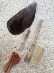 Solen marginatus