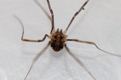 Nelima