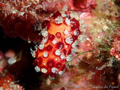 Photo of Red Mediterranean hand (Alcyonium acaule)