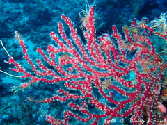 Alcyonium coralloides