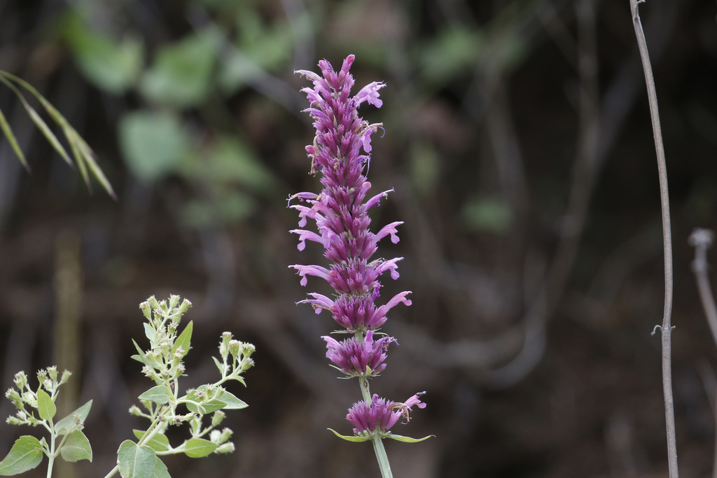 trans-Pecos giant hyssop