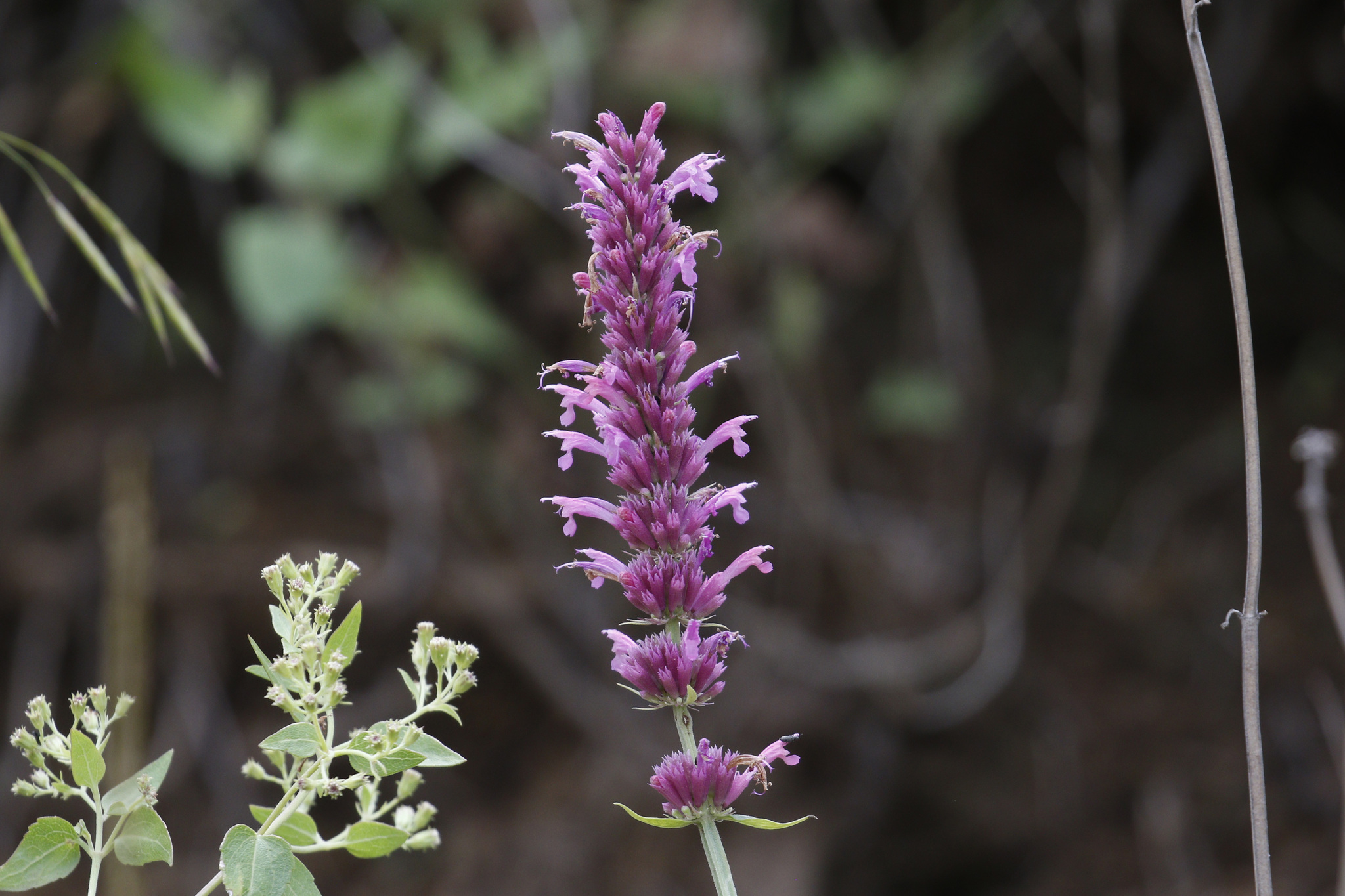 Agastache breviflora