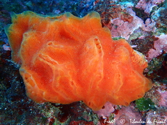 Aplidium elegans