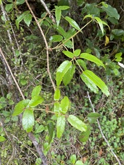Rubus schmidelioides