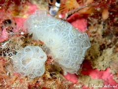 Botrylloides crystallinus