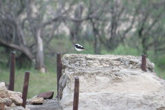 Oenanthe melanoleuca