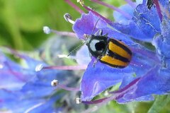 Cryptocephalus vittatus