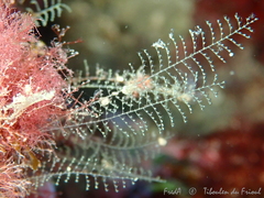 Halopteris liechtensternii