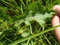 Sonchus asper asper