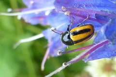 Cryptocephalus vittatus