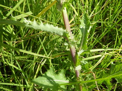 Sonchus asper asper