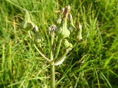 Sonchus asper asper