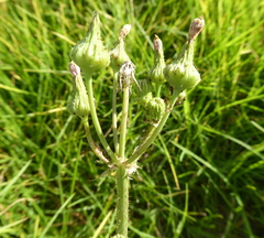 Sonchus asper asper