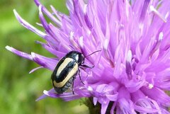 Cryptocephalus vittatus