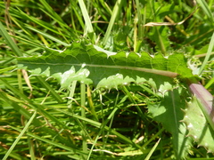 Sonchus asper asper