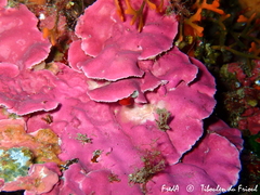 Lithophyllum stictaeforme