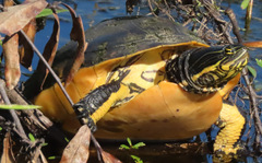 Deirochelys reticularia chrysea