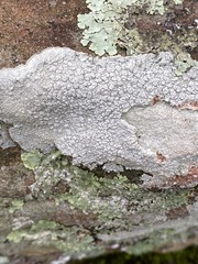 Pertusaria plittiana