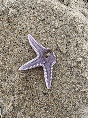 Astropecten