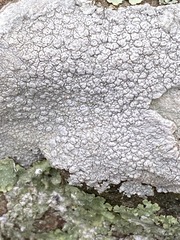 Pertusaria plittiana