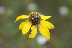 Heliopsis parvifolia