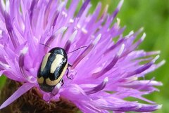 Cryptocephalus vittatus