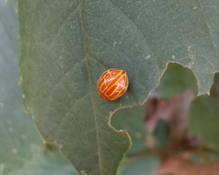 Neocalvia anastomozans