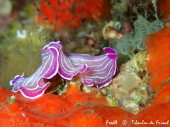 Prostheceraeus roseus