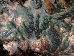 Cladophora rupestris