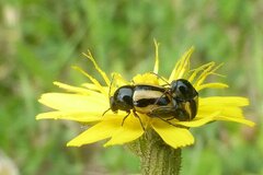 Cryptocephalus vittatus