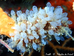 Pycnoclavella atlantica