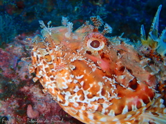 Scorpaena scrofa