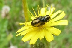 Cryptocephalus vittatus