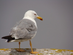 Larus michahellis michahellis
