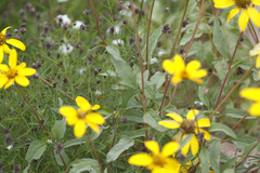 Heliopsis parvifolia