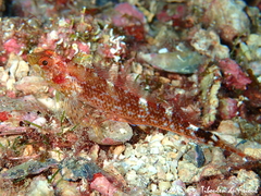 Tripterygion delaisi