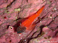 Tripterygion melanurus