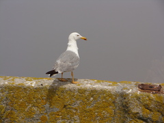 Larus michahellis michahellis