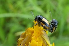 Cryptocephalus vittatus